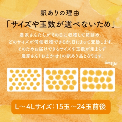 【訳あり】◆12月中お届け◆ 鹿児島県産 不知火「大将季」約5kg 柑橘 みかん しらぬい 果物
