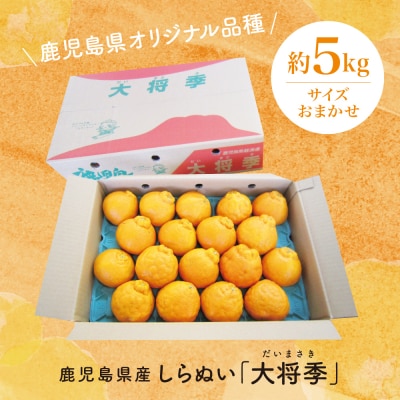 【訳あり】◆12月中お届け◆ 鹿児島県産 不知火「大将季」約5kg 柑橘 みかん しらぬい 果物