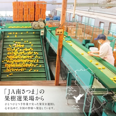 【1月～3月発送】鹿児島県産 不知火「大将季」(だいまさき)約3kg果物 柑橘