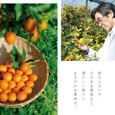 ◆先行受付◆ 2月～3月末発送【鹿児島県南さつま市産】完熟金柑 黄金丸 約1kg(3L～4L)