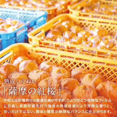 【熟成しらぬい】「薩摩の紅桜」3Lサイズ12玉 不知火 柑橘 地村果樹園