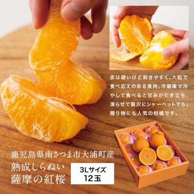 【熟成しらぬい】「薩摩の紅桜」3Lサイズ12玉 不知火 柑橘 地村果樹園