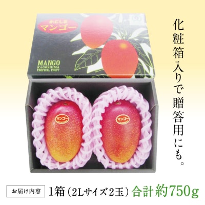 【5月～6月発送】鹿児島県産 完熟マンゴー 2Lサイズ 2玉(化粧箱入り) 期間限定