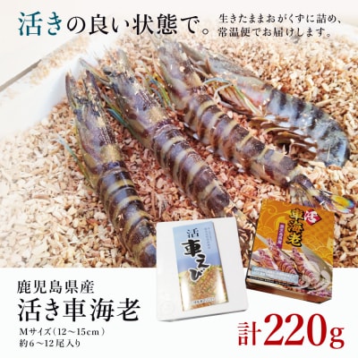【年内お届け】鹿児島県産 新鮮 活き車海老 220g