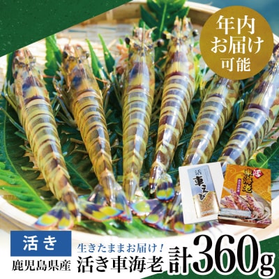【年内お届け】鹿児島県産 新鮮 活き車海老 360g