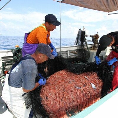 希少 鹿児島県産 特撰 天然たかえび 生食用 1 5kg お礼品詳細 ふるさと納税なら さとふる