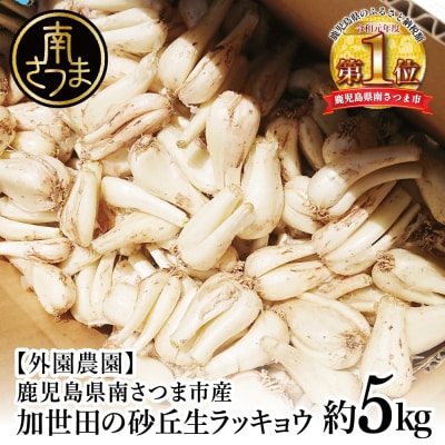 ◆5月上旬頃出荷開始◆【鹿児島県南さつま市産】加世田の砂丘生ラッキョウ 約5kg