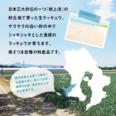 ◆5月上旬頃出荷開始◆【鹿児島県南さつま市産】加世田の砂丘生ラッキョウ 約5kg
