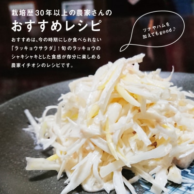 ◆5月上旬頃出荷開始◆【鹿児島県南さつま市産】加世田の砂丘生ラッキョウ 約5kg