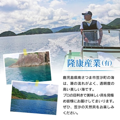 【素潜り漁師直送】【袋に入った冷凍のままでレンジ対応】【南さつま市　笠沙産　天然マミナ貝】