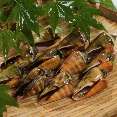 鹿児島県南さつま市笠沙産 チャンバラ貝 トンミナ お礼品詳細 ふるさと納税なら さとふる