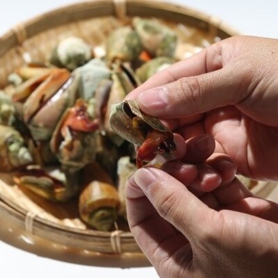 鹿児島県南さつま市笠沙産 チャンバラ貝 トンミナ お礼品詳細 ふるさと納税なら さとふる