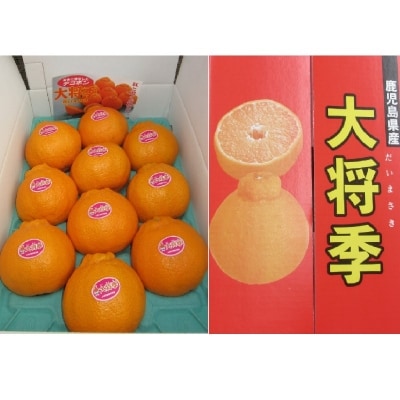 南さつま市金峰町産  ブランド不知火「大将季」 約3kg入り化粧箱 (8玉～12玉) しらぬい