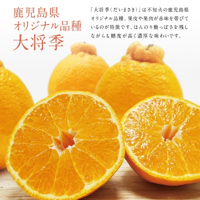 【南さつま市金峰町産】 ブランド不知火「大将季」 約3kg入り化粧箱 (8玉～12玉)