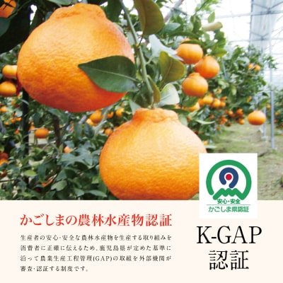 【南さつま市金峰町産】 ブランド不知火「大将季」 約3kg入り化粧箱 (8玉～12玉)