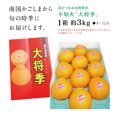 【南さつま市金峰町産】 ブランド不知火「大将季」 約3kg入り化粧箱 (8玉～12玉)