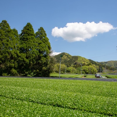 【鹿児島県産緑茶】かごしまのお茶 かせだみどり(80g×5袋) 茶葉 5本セット 贈答 ギフト