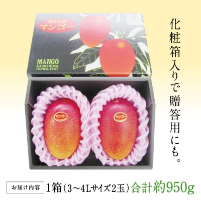 【5月～6月発送】鹿児島県産 完熟マンゴー 3～4Lサイズ 2玉(化粧箱入り) 期間限定