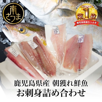★3月お届け★【漁師厳選】朝獲れ鮮魚のお刺身詰め合わせ(4種) 冷蔵 鮮魚 生食用