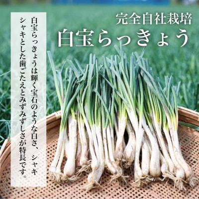 【鹿児島県産】白宝らっきょうの塩漬け 900g×2P