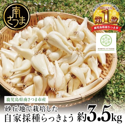 【鹿児島県南さつま市産】期間限定!砂丘地で栽培した自家採種らっきょう 約3.5kg 野菜 旬
