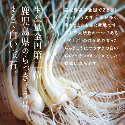 【鹿児島県南さつま市産】期間限定!砂丘地で栽培した自家採種らっきょう 約3.5kg 野菜 旬