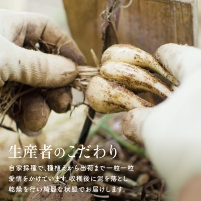 【鹿児島県南さつま市産】期間限定!砂丘地で栽培した自家採種らっきょう 約3.5kg 野菜 旬