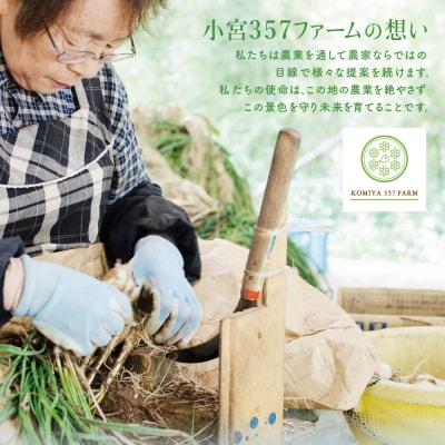 【鹿児島県南さつま市産】期間限定!砂丘地で栽培した自家採種らっきょう 約3.5kg 野菜 旬