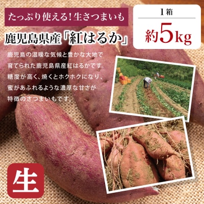 【鹿児島県産】生さつまいも「紅はるか」約5kg ★11月以降順次出荷★ 冬季限定 JA南さつま