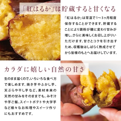【鹿児島県産】生さつまいも「紅はるか」約5kg ★11月以降順次出荷★ 冬季限定 JA南さつま
