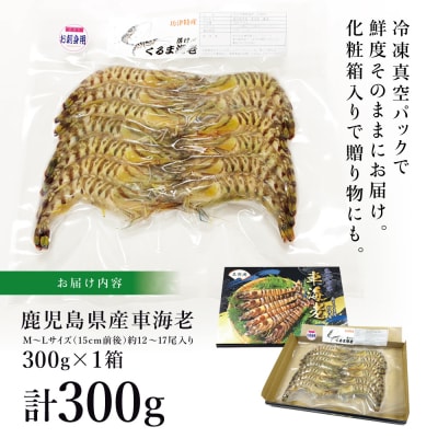 【鹿児島県産】活〆 冷凍車海老 300g(生食用)
