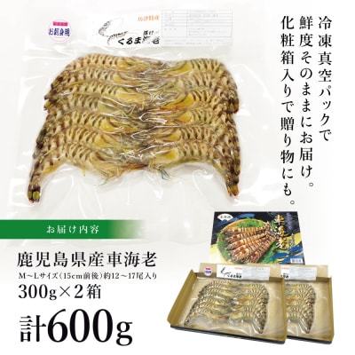 【鹿児島県産】活〆 冷凍車海老 計600g(生食)