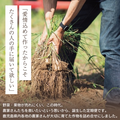【全4回 定期便】鹿児島県産 南の大地で育てられた旬の野菜定期便 調味料付き セット 果物 定期配送