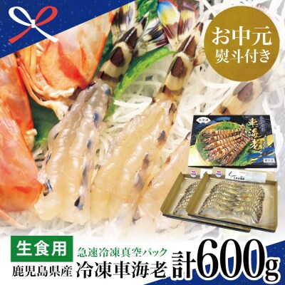 【お中元ギフト】【鹿児島県産】活〆 冷凍車海老 計600g(生食)