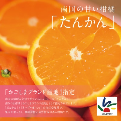 【2月中旬発送開始】鹿児島県産 ブランドたんかん 約4.5kg フルーツ 柑橘 果物