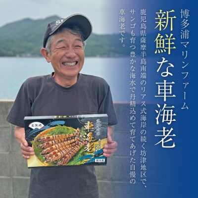 ★年内発送★【鹿児島県産】冷凍 車海老 Lサイズ 600g (加熱用) 車えび 海老 冷凍