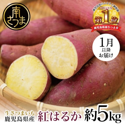 ★1月発送開始★【鹿児島県産】生さつまいも 「紅はるか」約5kg