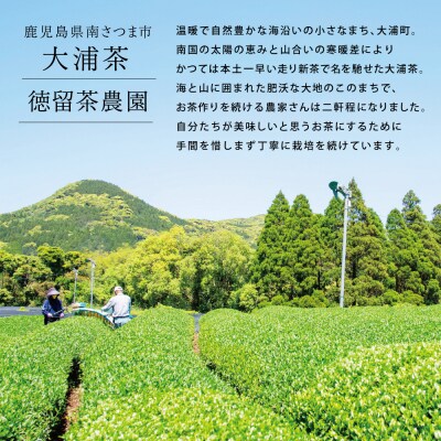 【母の日ギフト】鹿児島県産緑茶 大浦茶 3本セット 計500g