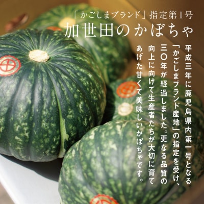 ◆5～7月出荷◆加世田のかぼちゃ 4個 [春出荷]【かごしまブランド】 JA南さつま