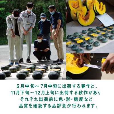 ◆先行受付:5～7月出荷◆加世田のかぼちゃ 4個 [春出荷]【かごしまブランド】 JA南さつま
