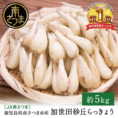 ◆5月中旬発送開始◆加世田砂丘らっきょう 約5kg【鹿児島県南さつま市産】