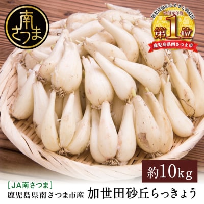 ◆5月中旬発送開始◆加世田砂丘らっきょう 約10kg【鹿児島県南さつま市産】