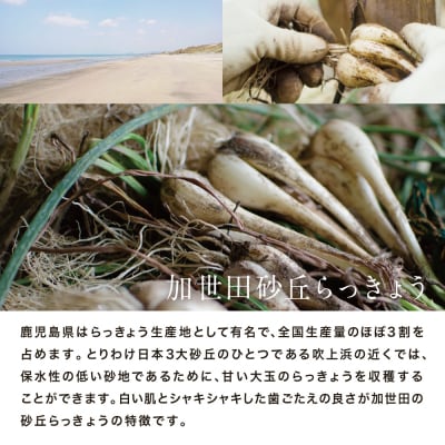 ◆5月中旬発送開始◆加世田砂丘らっきょう 約10kg【鹿児島県南さつま市産】