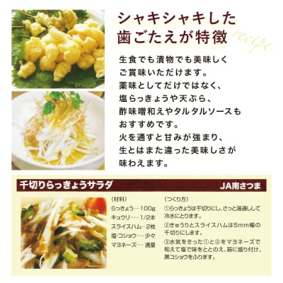 ◆5月中旬発送開始◆加世田砂丘らっきょう 約10kg【鹿児島県南さつま市産】