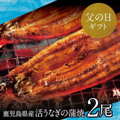 【父の日ギフト】【鹿児島県産】活うなぎの蒲焼2尾 鰻 国産