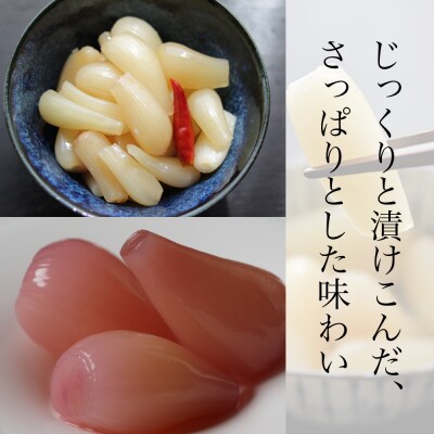 【お歳暮ギフト】鹿児島県産 白宝らっきょう 14P(甘酢漬け×7P・しそ漬け7P)