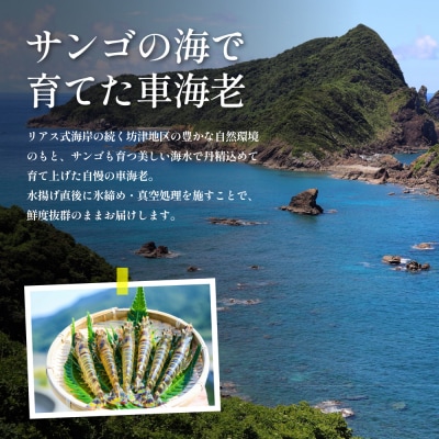 【鹿児島県産】冷凍 車海老 LLサイズ 600g (加熱用)