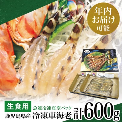 【年内お届け】鹿児島県産 活〆 冷凍車海老 計600g(生食用)