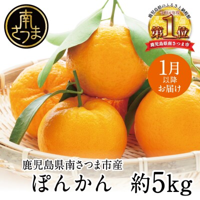 【1月発送】数量限定! 鹿児島県産 ぽんかん 約5kg 果物 フルーツ 柑橘 JA