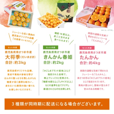 南国の恵み 旬の柑橘食べ比べ(全3回お届け)